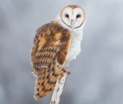 Screen Shot 2019-08-28 at 7.15.48 AM