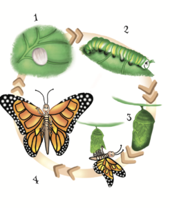Butterfly Lesson Plan - Alma